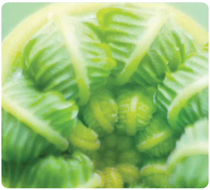 LEED inspiration to make things better